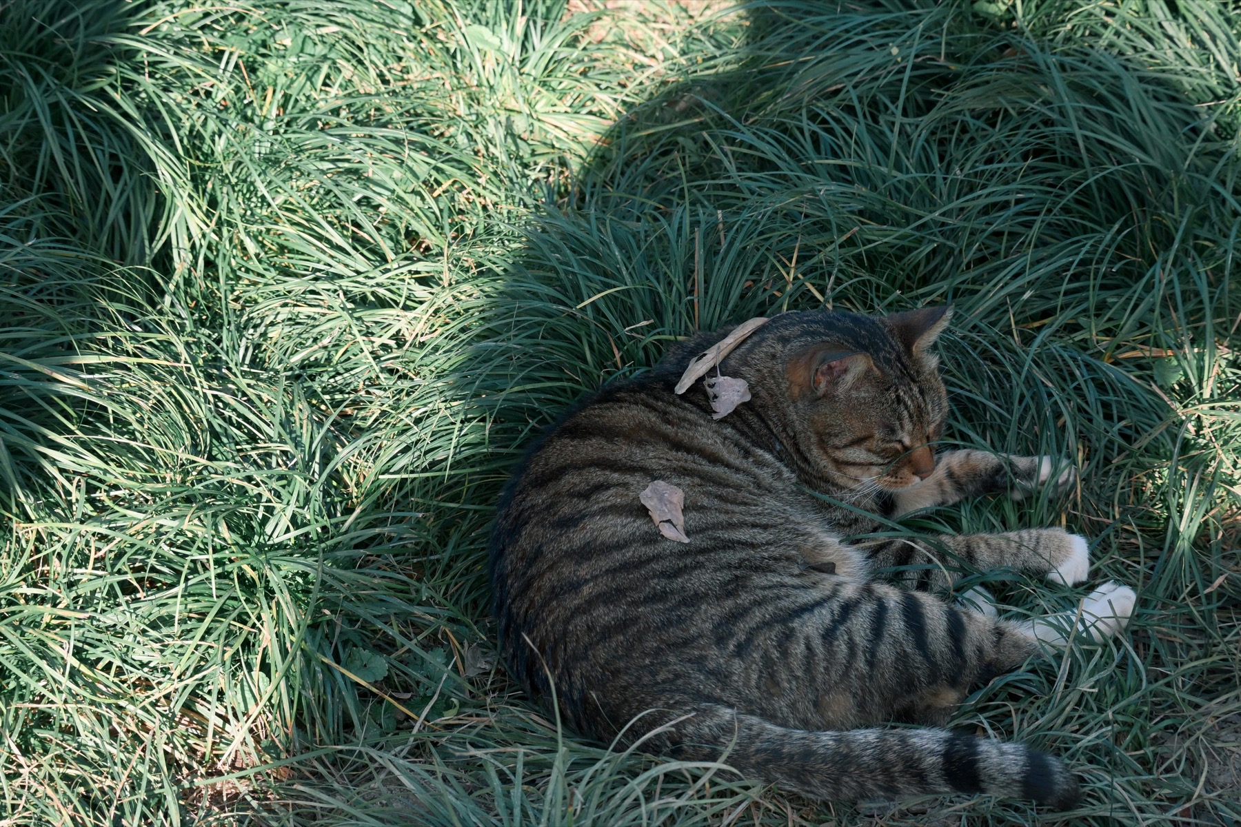 Cat resting in sunlit grass