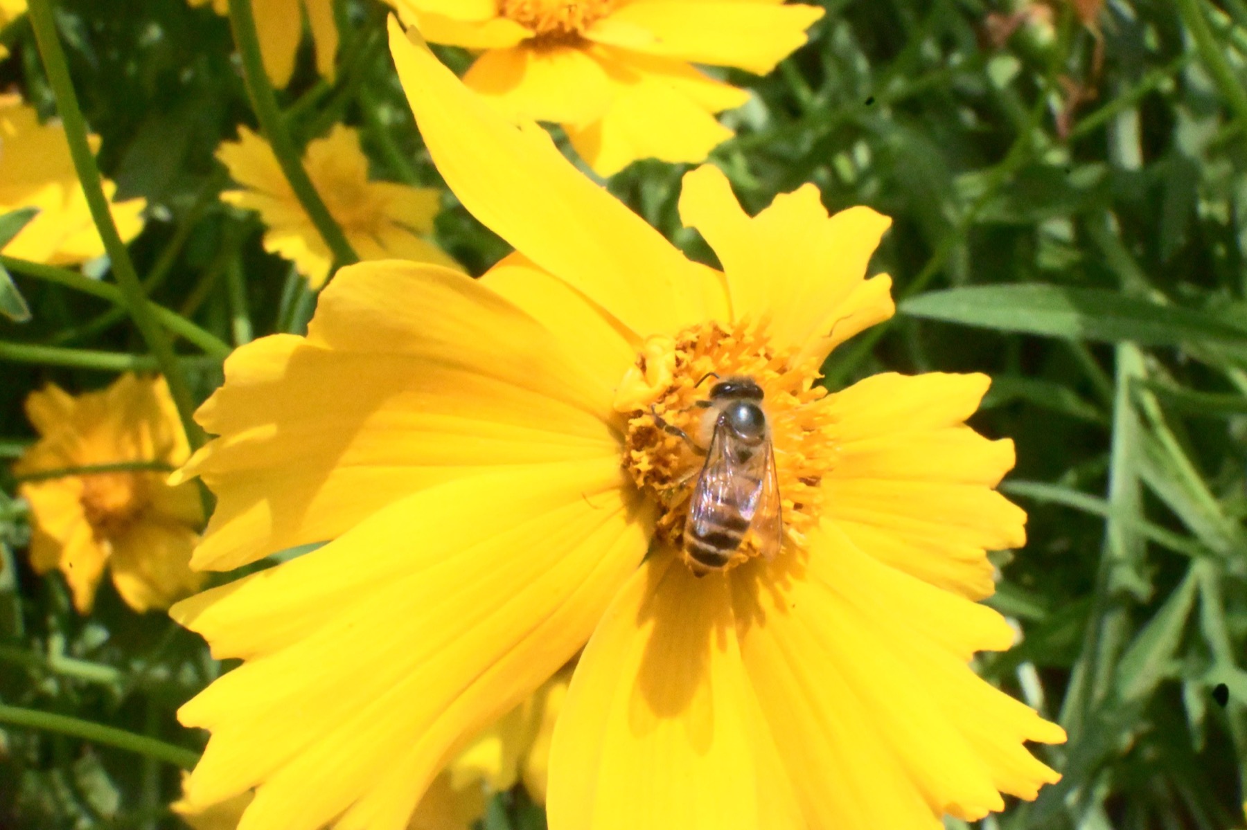Yellow flowers with a visiting insect