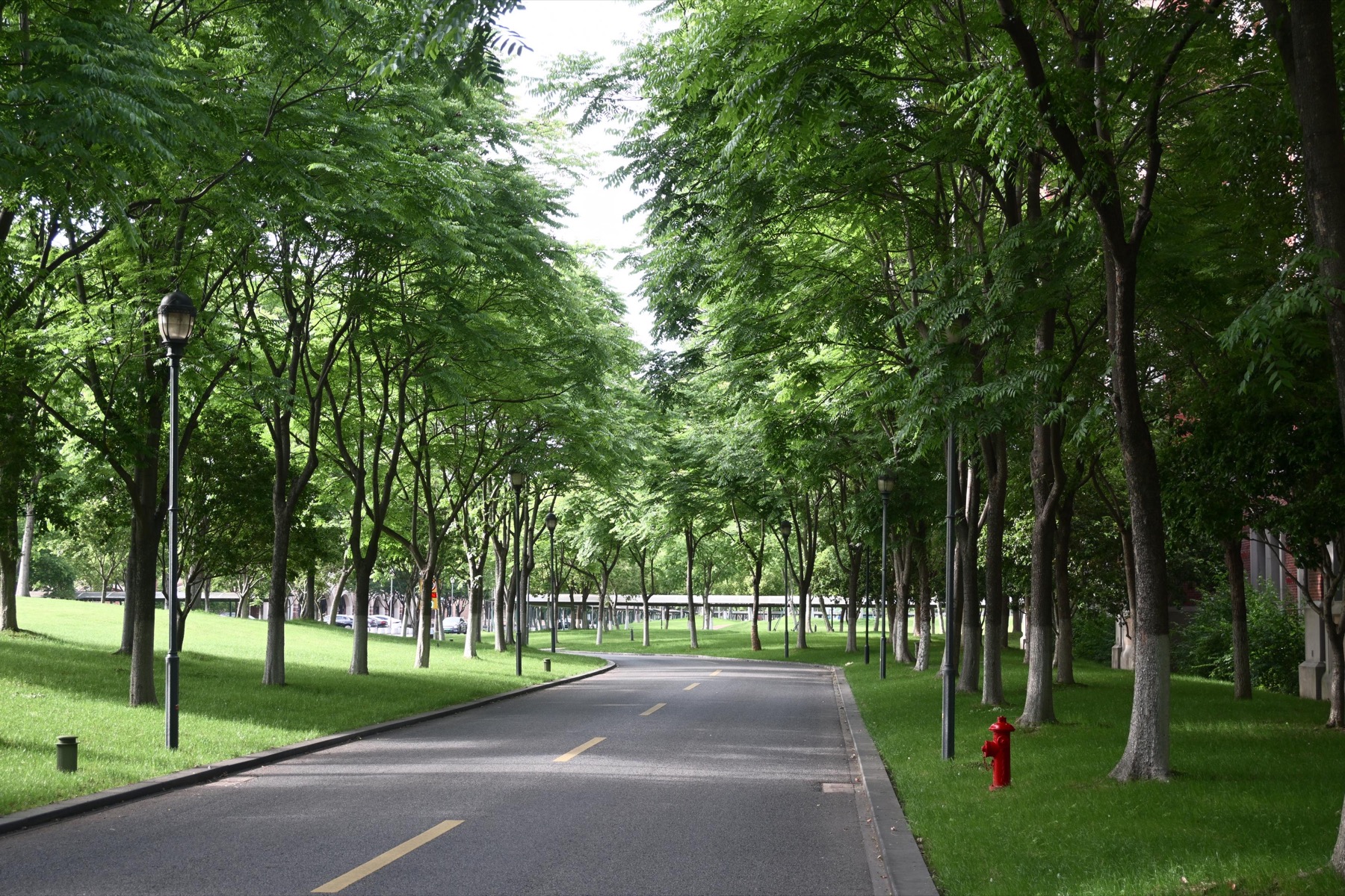 Tree-lined road under green leaves